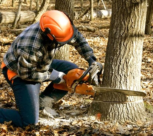 Tree Removal in Waves, NC
